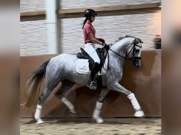 Koń westfalski Klacz 3 lat 161 cm Siwa in Wehringen