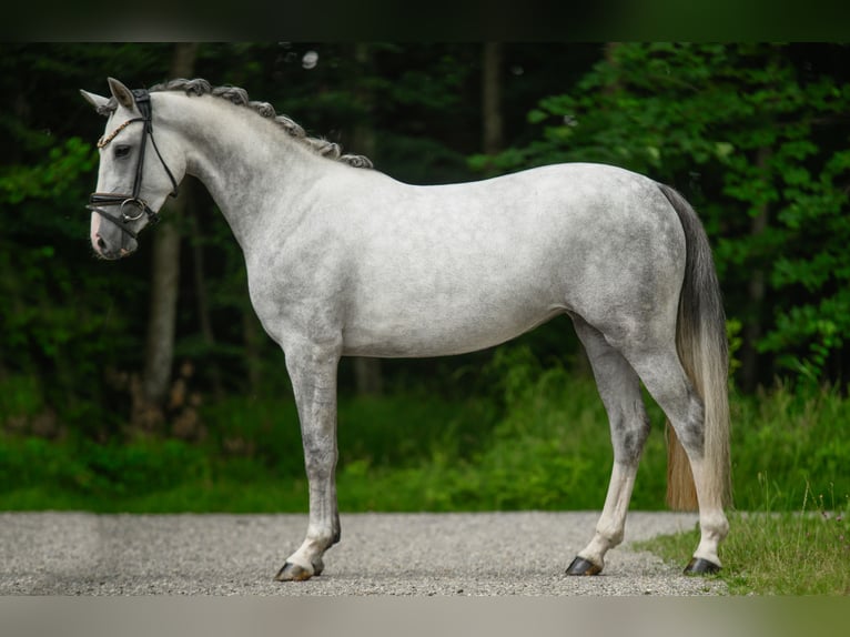 Koń westfalski Klacz 3 lat 161 cm Siwa in Wehringen