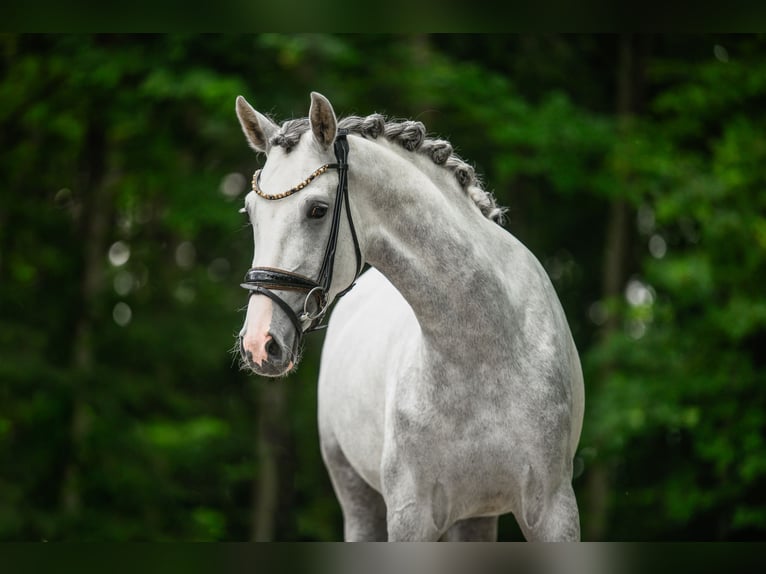 Koń westfalski Klacz 3 lat 161 cm Siwa in Wehringen