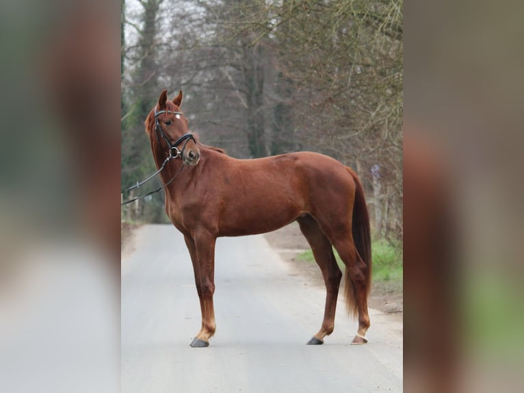 Koń westfalski Klacz 3 lat 162 cm Ciemnokasztanowata in Mettmann