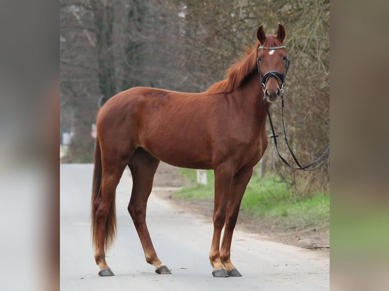 Koń westfalski Klacz 3 lat 162 cm Ciemnokasztanowata in Mettmann