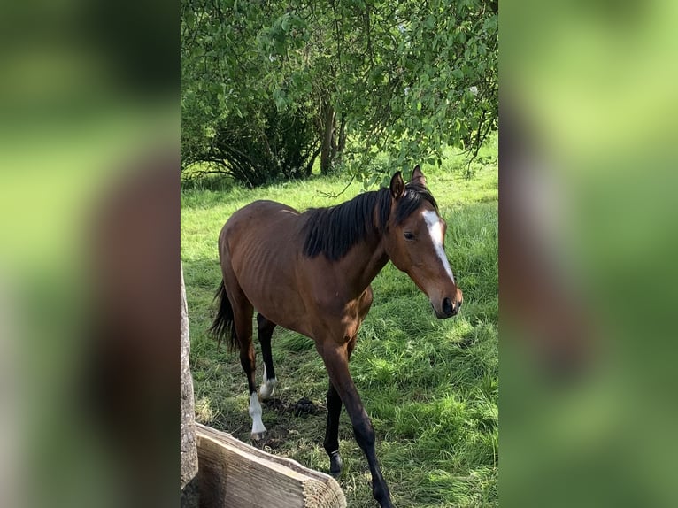 Koń westfalski Klacz 3 lat 162 cm Gniada in Hamm