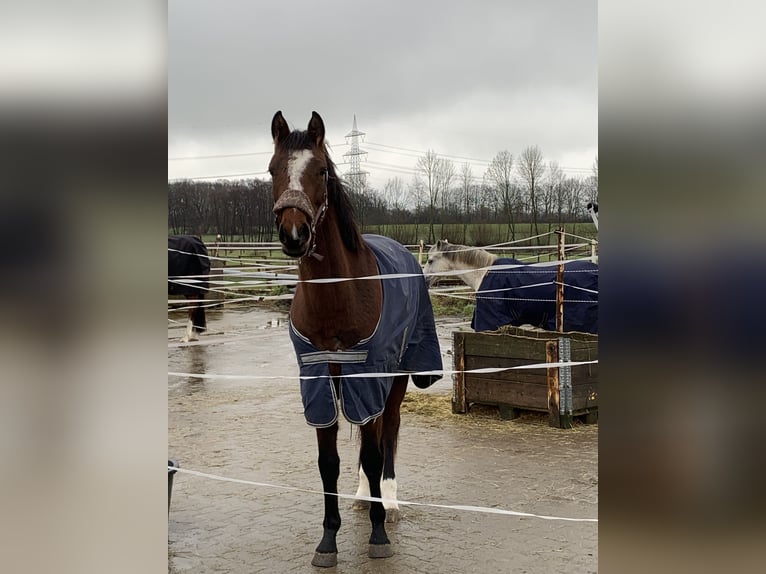 Koń westfalski Klacz 3 lat 162 cm Gniada in Hamm