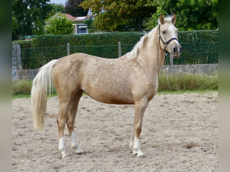 Koń westfalski Klacz 3 lat 162 cm Izabelowata in Borgentreich