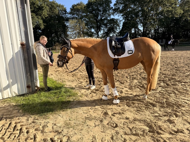 Koń westfalski Klacz 3 lat 162 cm Izabelowata in Wesel