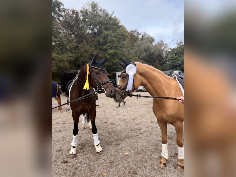 Koń westfalski Klacz 3 lat 162 cm Izabelowata in Wesel