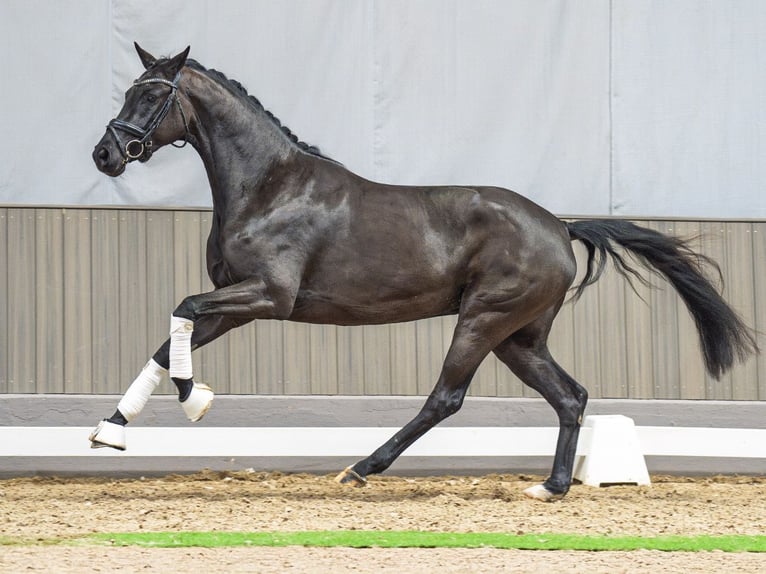 Koń westfalski Klacz 3 lat 162 cm Kara in M&#xFC;nster-Handorf