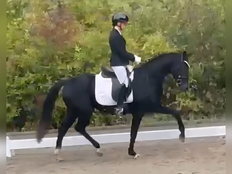 Koń westfalski Klacz 3 lat 162 cm Kara in Ruppichteroth