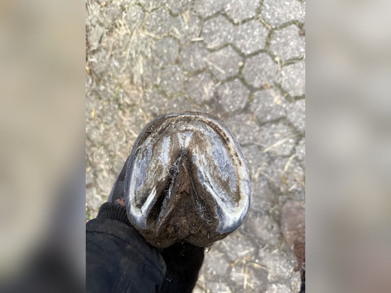 Koń westfalski Klacz 3 lat 162 cm Skarogniada in Mechernich