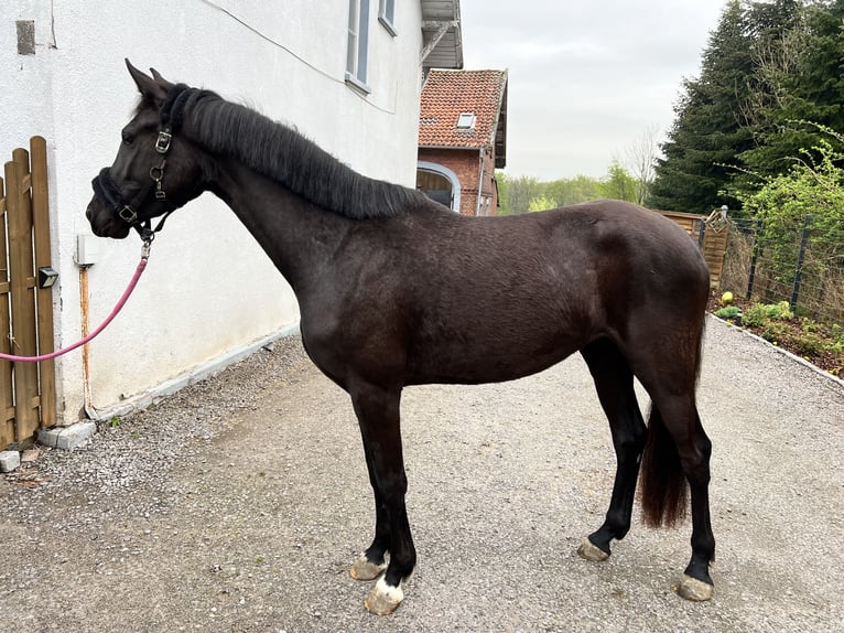 Koń westfalski Klacz 3 lat 163 cm Skarogniada in Werne