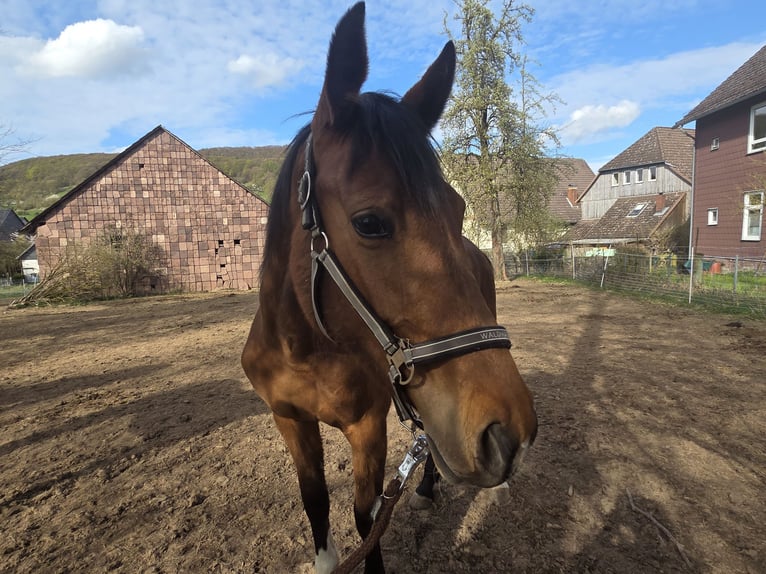 Koń westfalski Klacz 3 lat 164 cm Gniada in DeensenHeinade