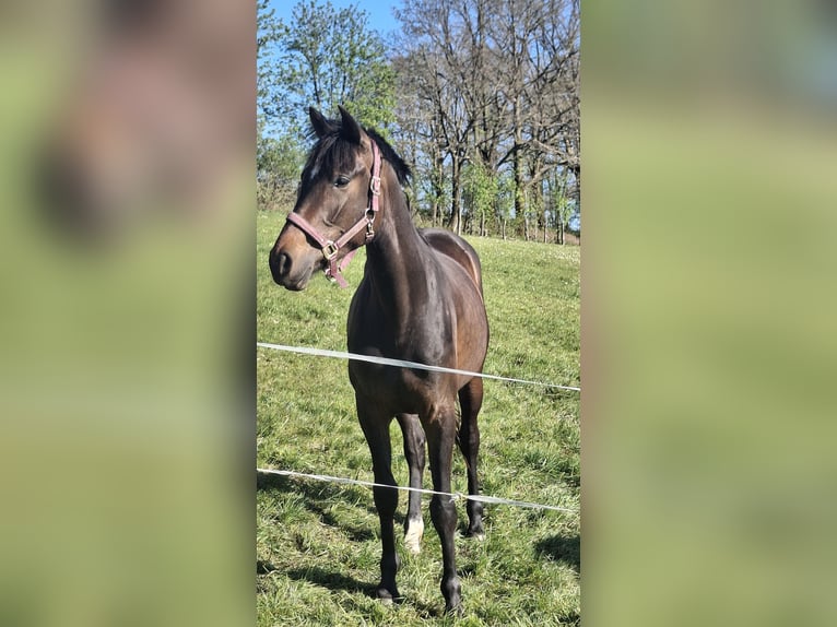 Koń westfalski Klacz 3 lat 164 cm Gniada in Wenden