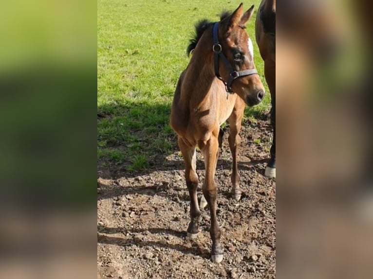 Koń westfalski Klacz 3 lat 164 cm Gniada in Wenden