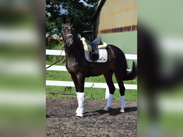 Koń westfalski Klacz 3 lat 164 cm Gniada in Dätgen