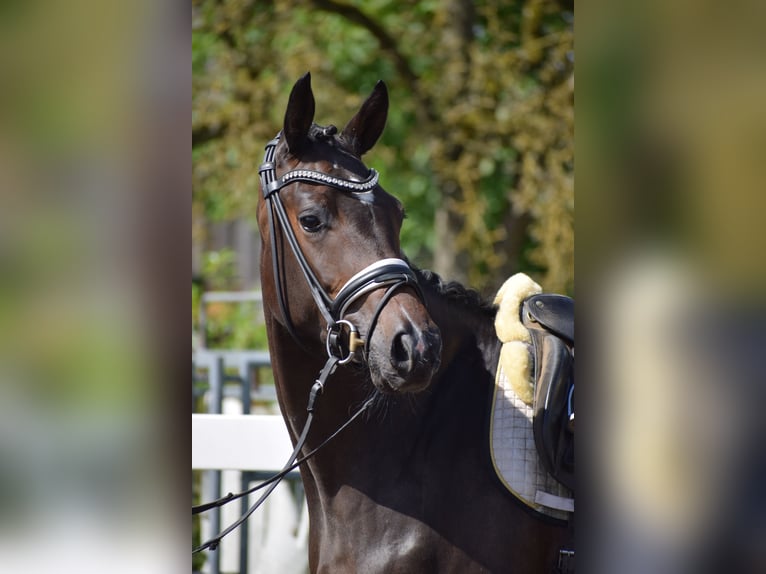 Koń westfalski Klacz 3 lat 164 cm Gniada in Dätgen