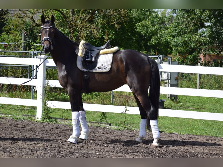 Koń westfalski Klacz 3 lat 164 cm Gniada in Dätgen