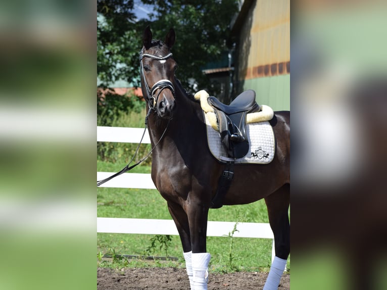 Koń westfalski Klacz 3 lat 164 cm Gniada in Dätgen