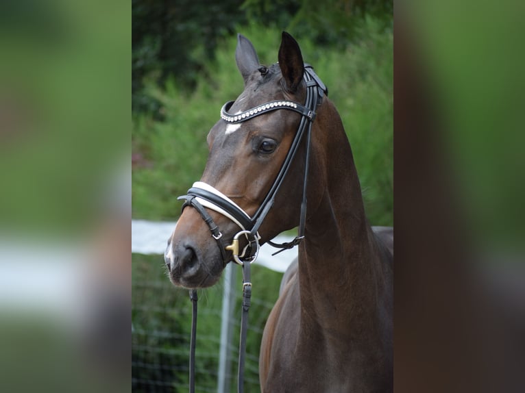 Koń westfalski Klacz 3 lat 164 cm Gniada in Dätgen