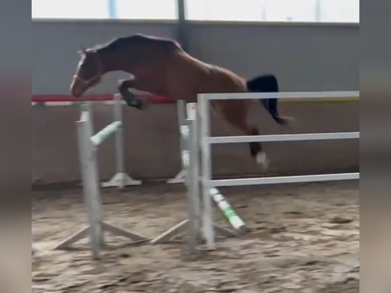 Koń westfalski Klacz 3 lat 165 cm Gniada in Lindlar