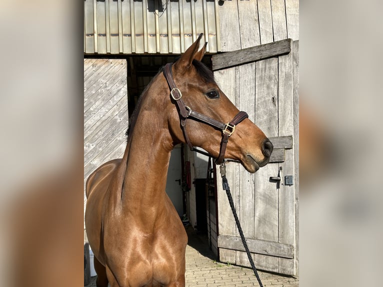 Koń westfalski Klacz 3 lat 165 cm Gniada in Vlotho