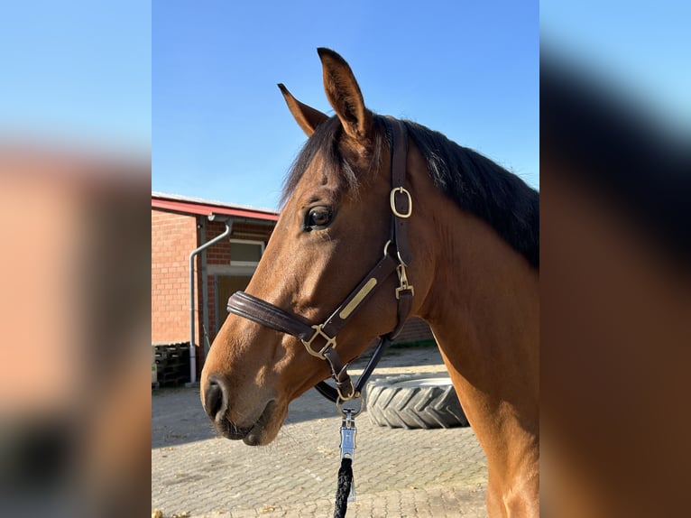 Koń westfalski Klacz 3 lat 165 cm Gniada in Vlotho