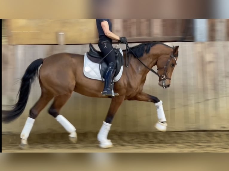 Koń westfalski Klacz 3 lat 165 cm Gniada in Vlotho