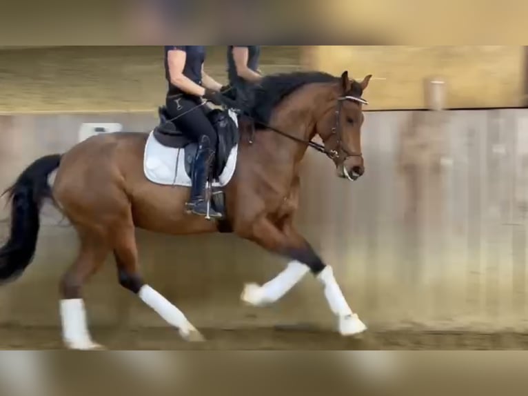 Koń westfalski Klacz 3 lat 165 cm Gniada in Vlotho