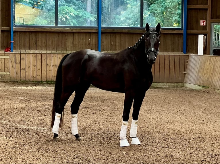Koń westfalski Klacz 3 lat 165 cm Kara in Lingen