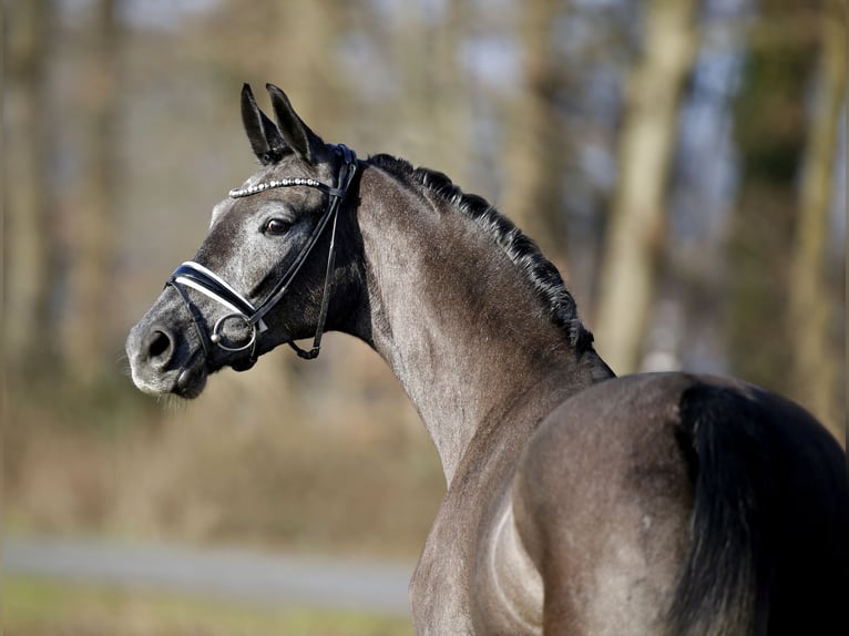 Koń westfalski Klacz 3 lat 165 cm Karosiwa in Steinfurt