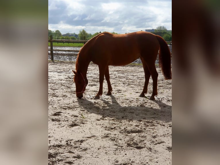 Koń westfalski Klacz 3 lat 165 cm Kasztanowata in Ascheberg