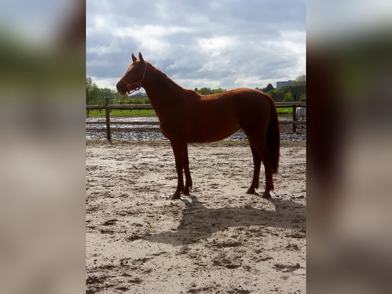 Koń westfalski Klacz 3 lat 165 cm Kasztanowata in Ascheberg