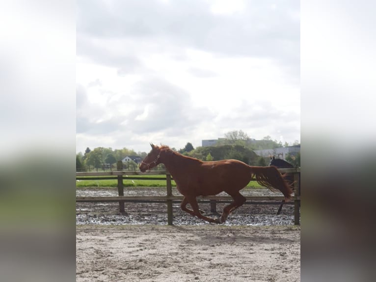 Koń westfalski Klacz 3 lat 165 cm Kasztanowata in Münster