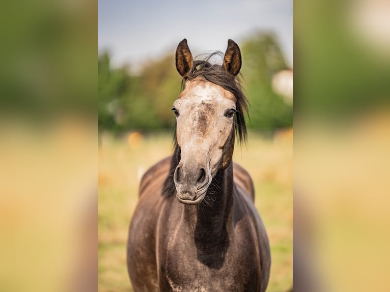 Koń westfalski Klacz 3 lat 165 cm Siwa jabłkowita in Glandorf