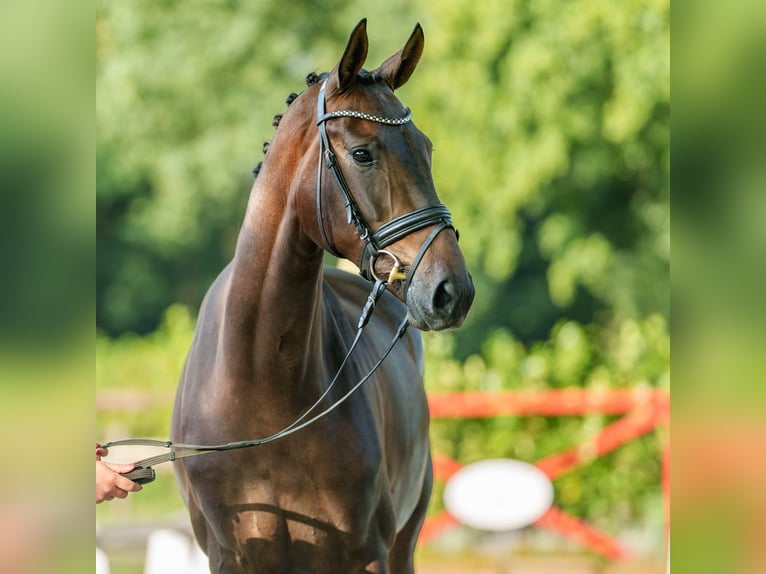 Koń westfalski Klacz 3 lat 166 cm Ciemnogniada in Münster