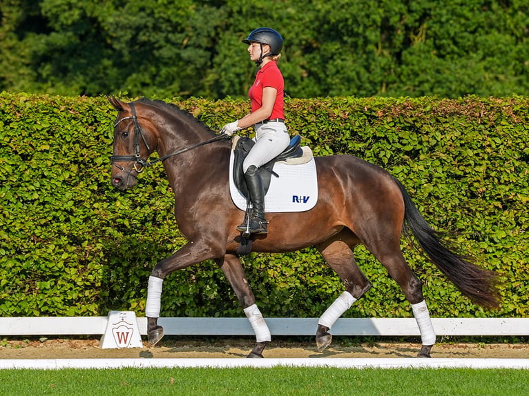 Koń westfalski Klacz 3 lat 166 cm Ciemnogniada in Münster