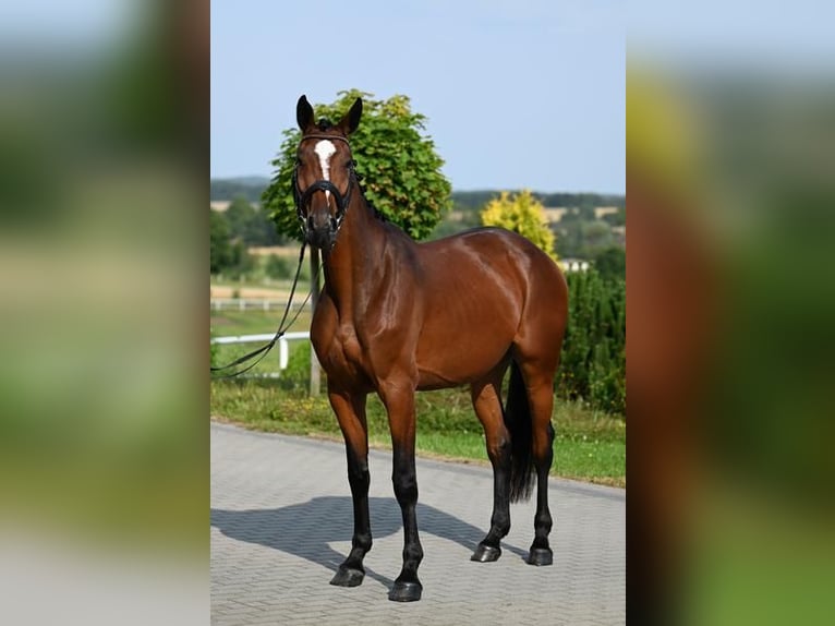 Koń westfalski Klacz 3 lat 166 cm Gniada in Wysin