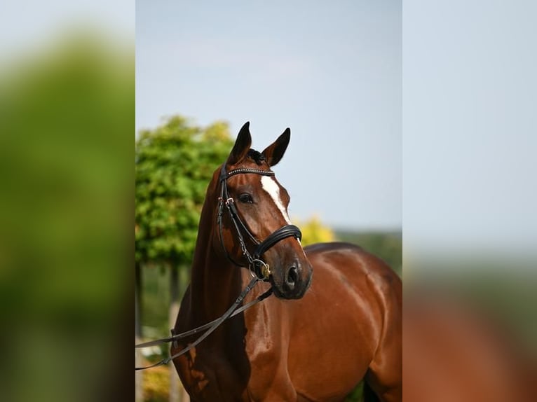 Koń westfalski Klacz 3 lat 166 cm Gniada in Wysin