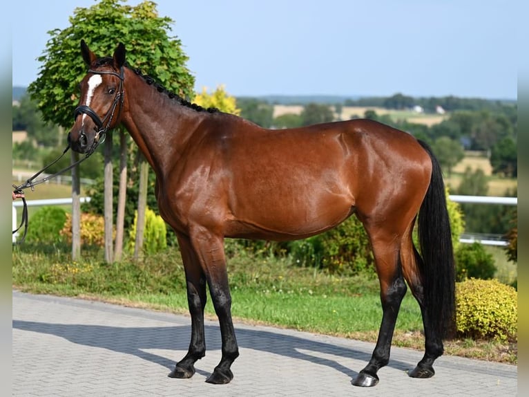 Koń westfalski Klacz 3 lat 166 cm Gniada in Wysin