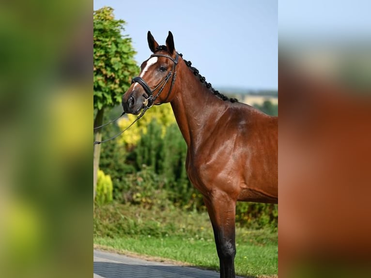 Koń westfalski Klacz 3 lat 166 cm Gniada in Wysin