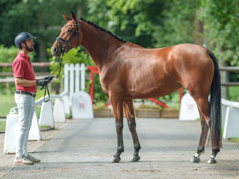 Koń westfalski Klacz 3 lat 166 cm Gniada in Münster