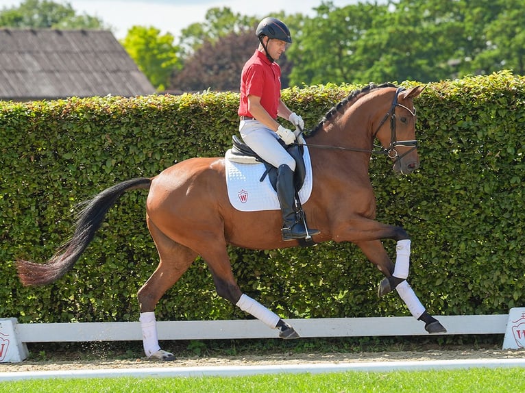 Koń westfalski Klacz 3 lat 166 cm Gniada in Münster