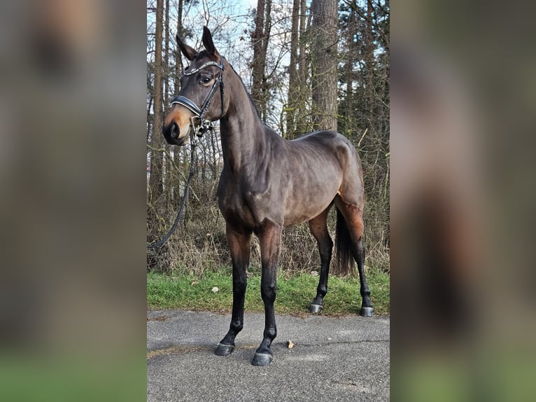 Koń westfalski Klacz 3 lat 166 cm Gniada in Neuhof an der Zenn