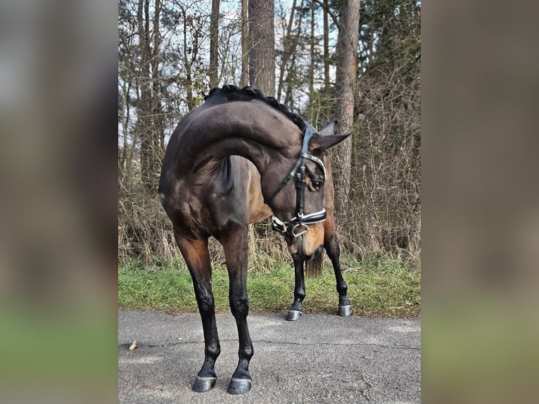 Koń westfalski Klacz 3 lat 166 cm Gniada in Neuhof an der Zenn