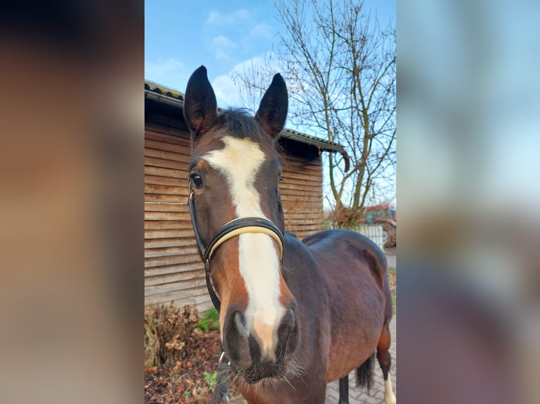 Koń westfalski Klacz 3 lat 167 cm Gniada in Minden