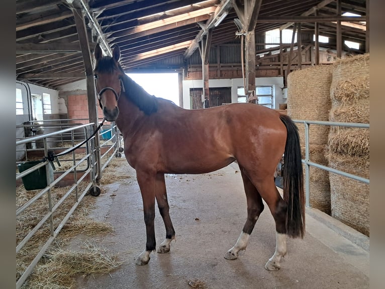 Koń westfalski Klacz 3 lat 167 cm Gniada in Brilon