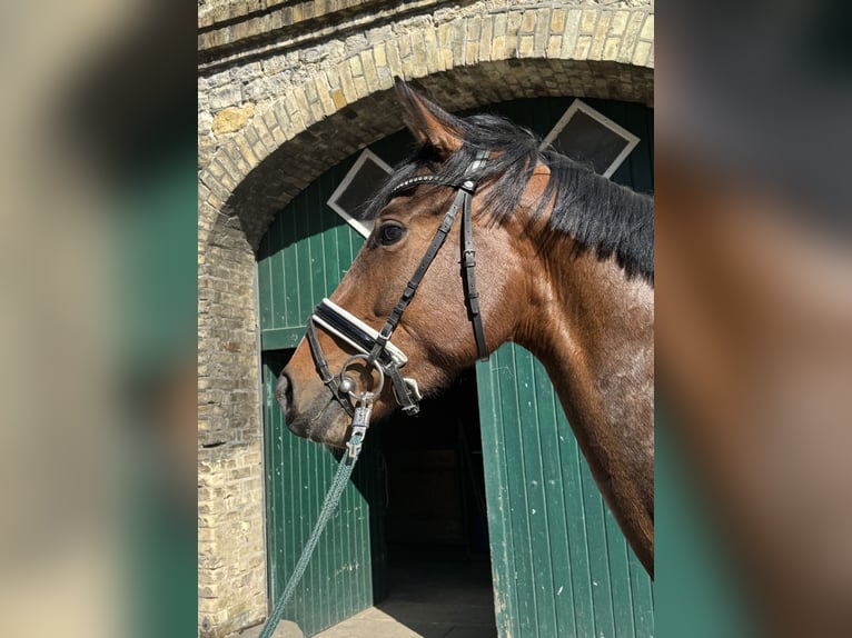 Koń westfalski Klacz 3 lat 167 cm Gniada in Schöppingen