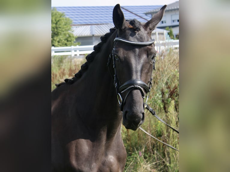 Koń westfalski Klacz 3 lat 167 cm Kara in Ebenweiler