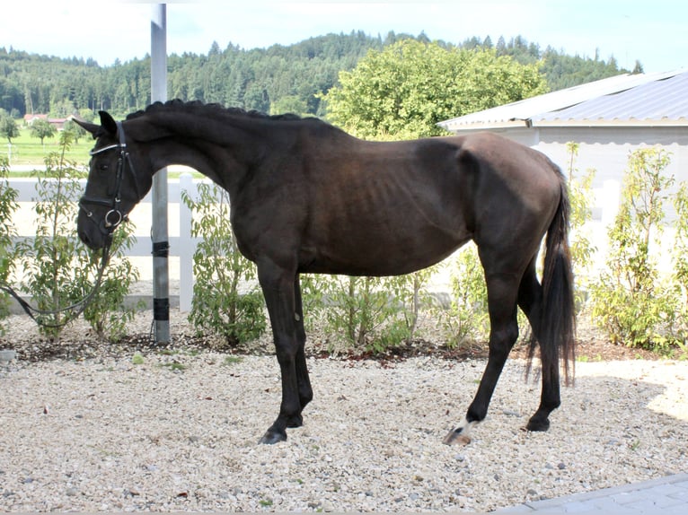 Koń westfalski Klacz 3 lat 167 cm Kara in Ebenweiler