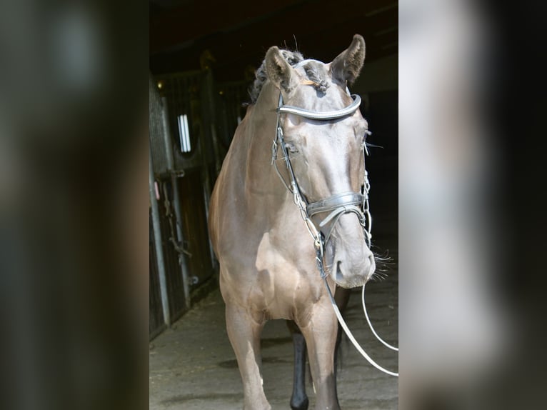 Koń westfalski Klacz 3 lat 167 cm Kara in Ebenweiler
