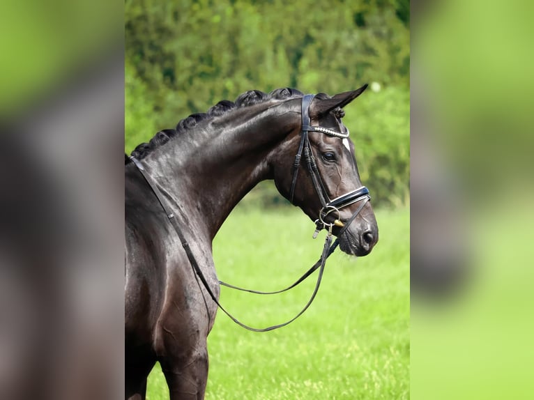 Koń westfalski Klacz 3 lat 168 cm Ciemnogniada in Lingen